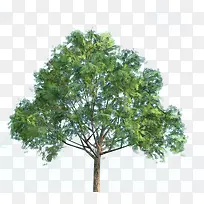 七叶树绿树