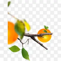 黄色橙子树枝