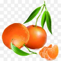橙子水果树枝风光