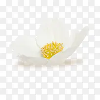 白花