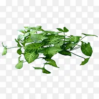 绿叶PNG免抠透明背景鲜花树木植物