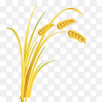 金黄色麦子