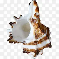 夏日形状海底沙滩贝壳
