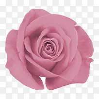 粉色  装饰 花朵 背景 元素