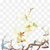 手绘淡雅白玉兰