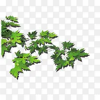 绿色枫叶
