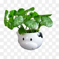 促进皮肤生长
