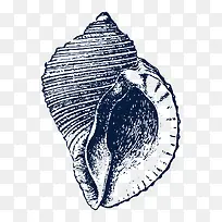 手绘海螺贝壳装饰素描