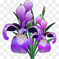 写实的紫色卡通鸢尾花