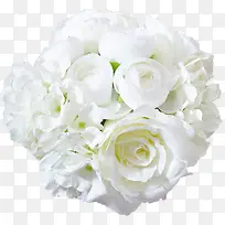 白色的玫瑰花