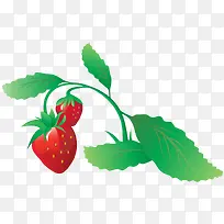 矢量草莓果实与叶子