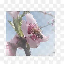 春天 草地 桃花 梨花 渐变透明元素16