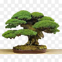 松柏