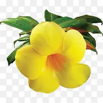 黄色鲜花
