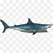 蓝鳍大白鲨
