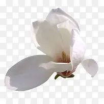 玉兰花白色玉兰花中国风素材漂浮