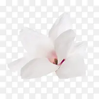 白色香味盛开的玉兰花瓣实物