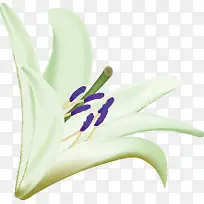 矢量花朵