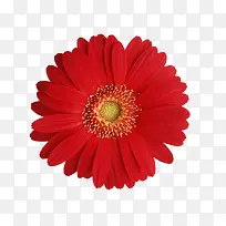 一朵大红菊花