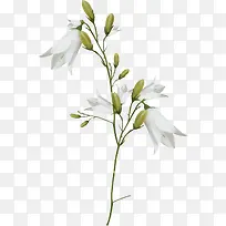 白色百合花花枝