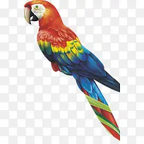 彩绘啄木鸟