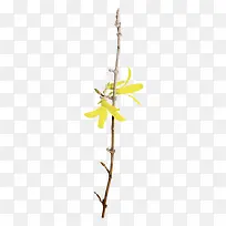 黄色百合花花枝