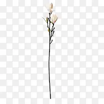 玉兰花花苞装饰