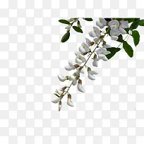 白色洋槐花簇