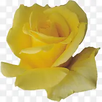 新鲜的黄玫瑰花瓣