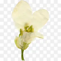 美丽压花干花白色花瓣
