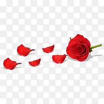 精美的红玫瑰和花瓣免抠图