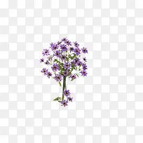 紫菊花