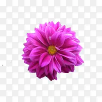 一朵粉色的花