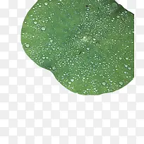 夏日荷叶水滴
