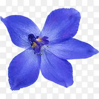 蓝色的蝶恋花