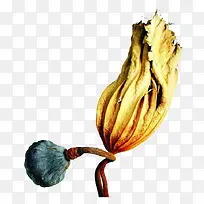 枯黄荷叶与莲蓬
