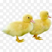 鸭子黄色鸭子两只鸭子可爱鸭子