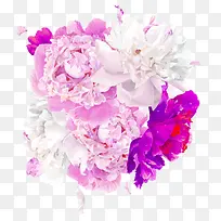 紫色浪漫的花