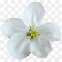 白色清新花朵