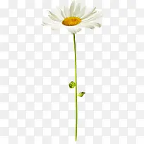 白色花瓣黄色花蕊植物