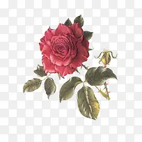 旧插画花