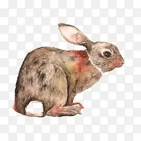 彩色手绘兔子