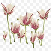 矢量花卉