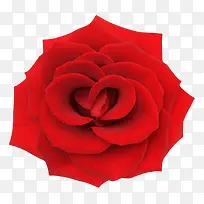 红色鲜艳的玫瑰一朵大花实物