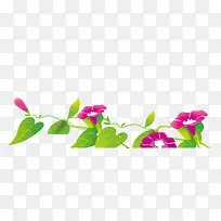 漂亮的牵牛花