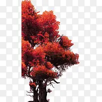 红叶树木