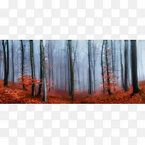 神秘树林红叶遍地海报背景