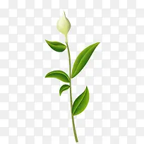 白色花苞