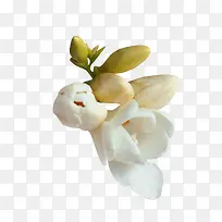 白色鲜花