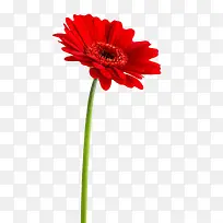 红色有观赏性带花梗的一朵大花实